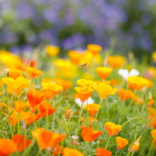 Orange Poppy with delicate petals and a soft blur on a green background.
