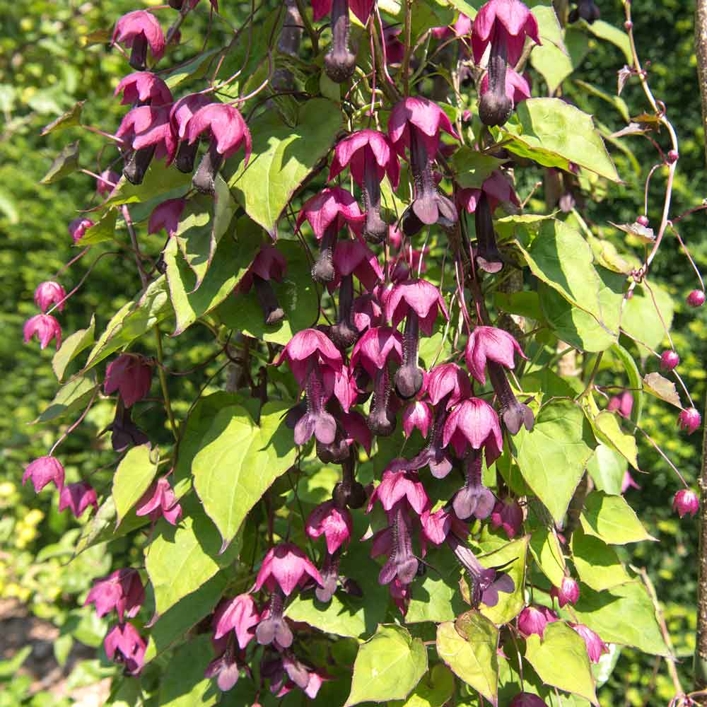 Vibrant maroon bell vine flowers hanging from thin stems with heart-shaped green leaves.