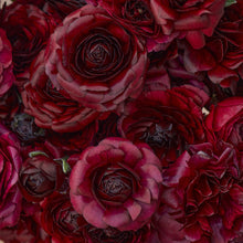Close-up of dark black ranunculus black bloom with ruffled petals on a dark backdrop