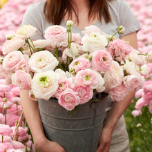 Soft pink and white ranunculus chamallow bouquet held by a person on a gray backdrop