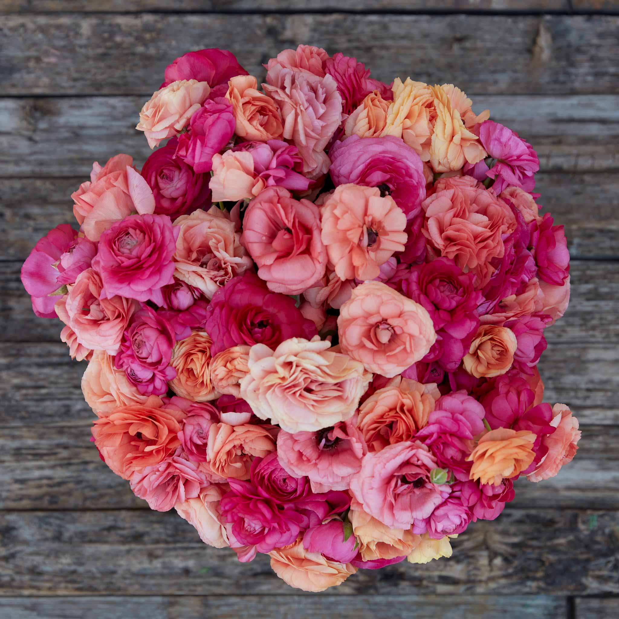 Vibrant pink and red ranunculus lipstick mix bouquet on a natural backdrop
