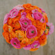 Ranunculus Bulbs - Pink Clementine Mix