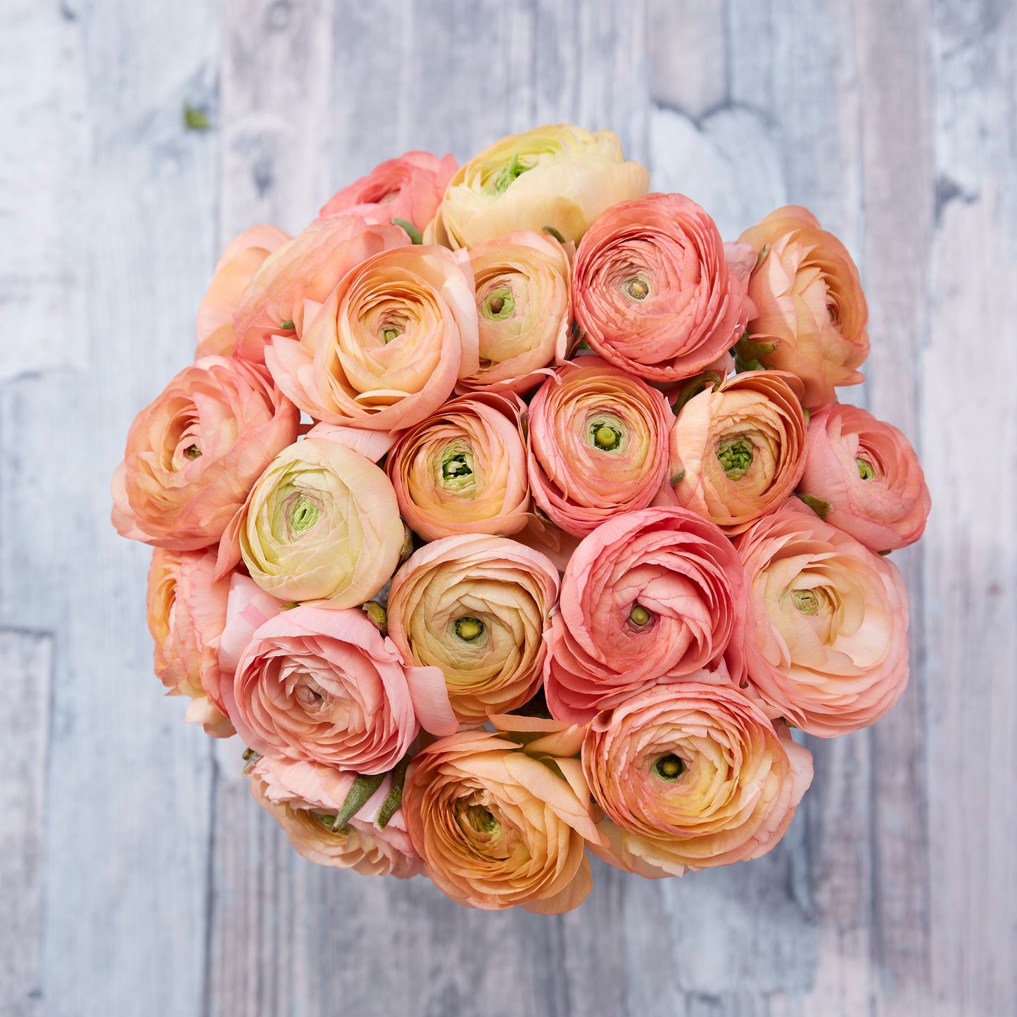 Blooming salmon ranunculus salmon flowers with delicate petals on a warm backdrop