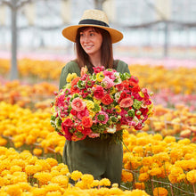 Pink orange and yellow ranunculus super green mix with green centers outdoors