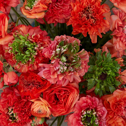 Vibrant red ranunculus super green orange with tightly packed petals on a dark backdrop