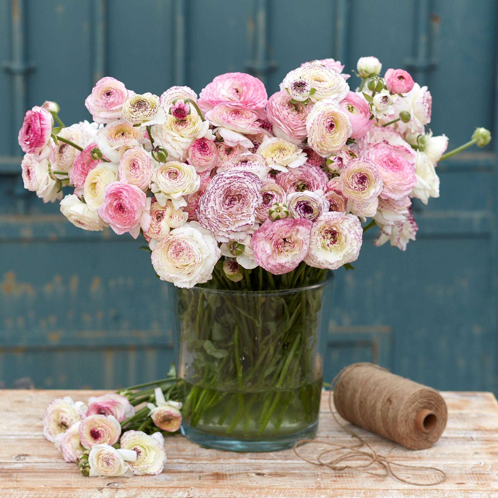 White and pink ranunculus white picotee bouquet in a glass vase indoors