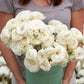 White ranunculus white bouquet with layered petals held by a person outdoors