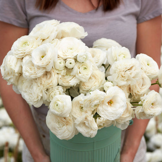 White ranunculus white bouquet with layered petals held by a person outdoors