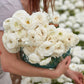 Several white ranunculus white blooms with tightly packed petals held outdoors