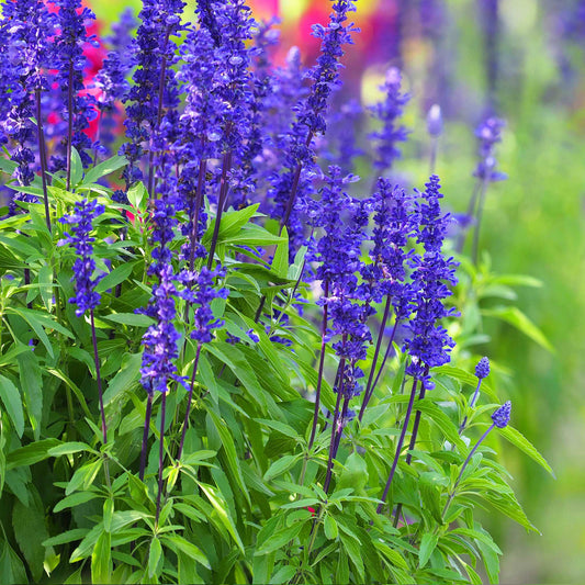 Blue Sage purple-blue flowers with soft blurred green garden background