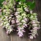 Clary Sage Bluish-White pale pink blooms with green leaves on a wooden background