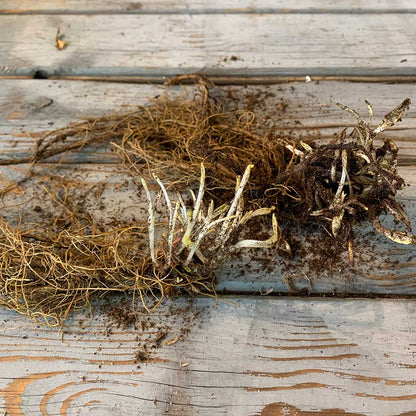 Salvia roots with tan fibrous texture on a rustic wooden surface.