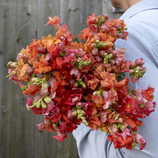 Snapdragon madam butterfly bronze orange-bronze ruffled flowers on a dark background