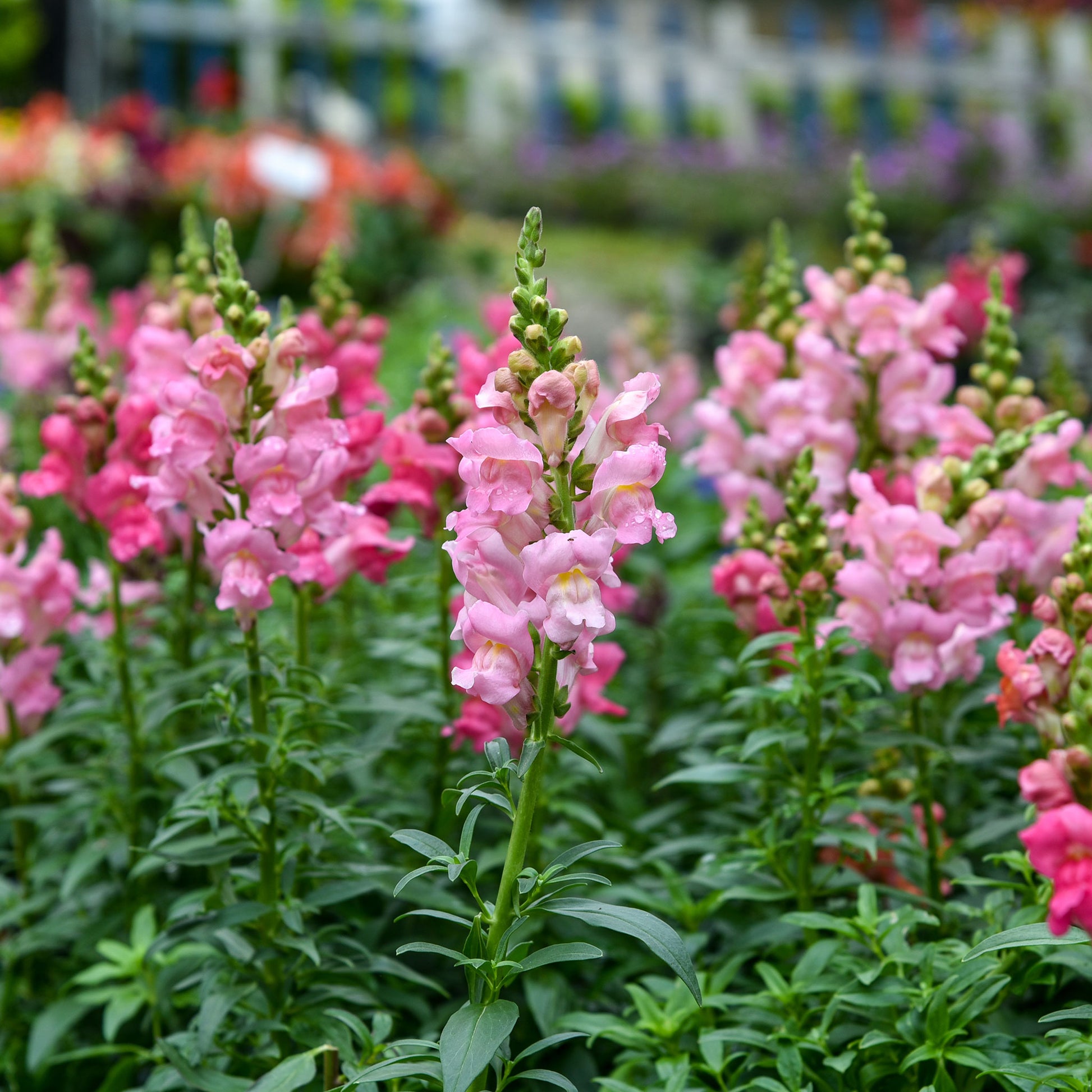 A close-up shot of several bright rose snapdragon flowers with green stems against a blurry green background.