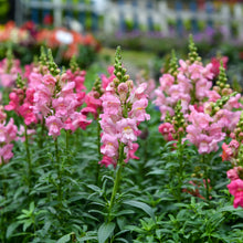 A close-up shot of several bright rose snapdragon flowers with green stems against a blurry green background.