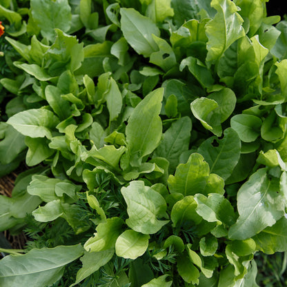 Pointed, bright green sorrel leaves growing in a thick cluster on a plant outdoors.