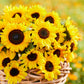 Domino sunflower head with deep red-brown petals and dark center on a natural backdrop
