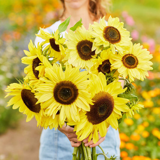 Bright yellow lemon queen sunflowers with dark seeds in a cluster on a garden backdrop
