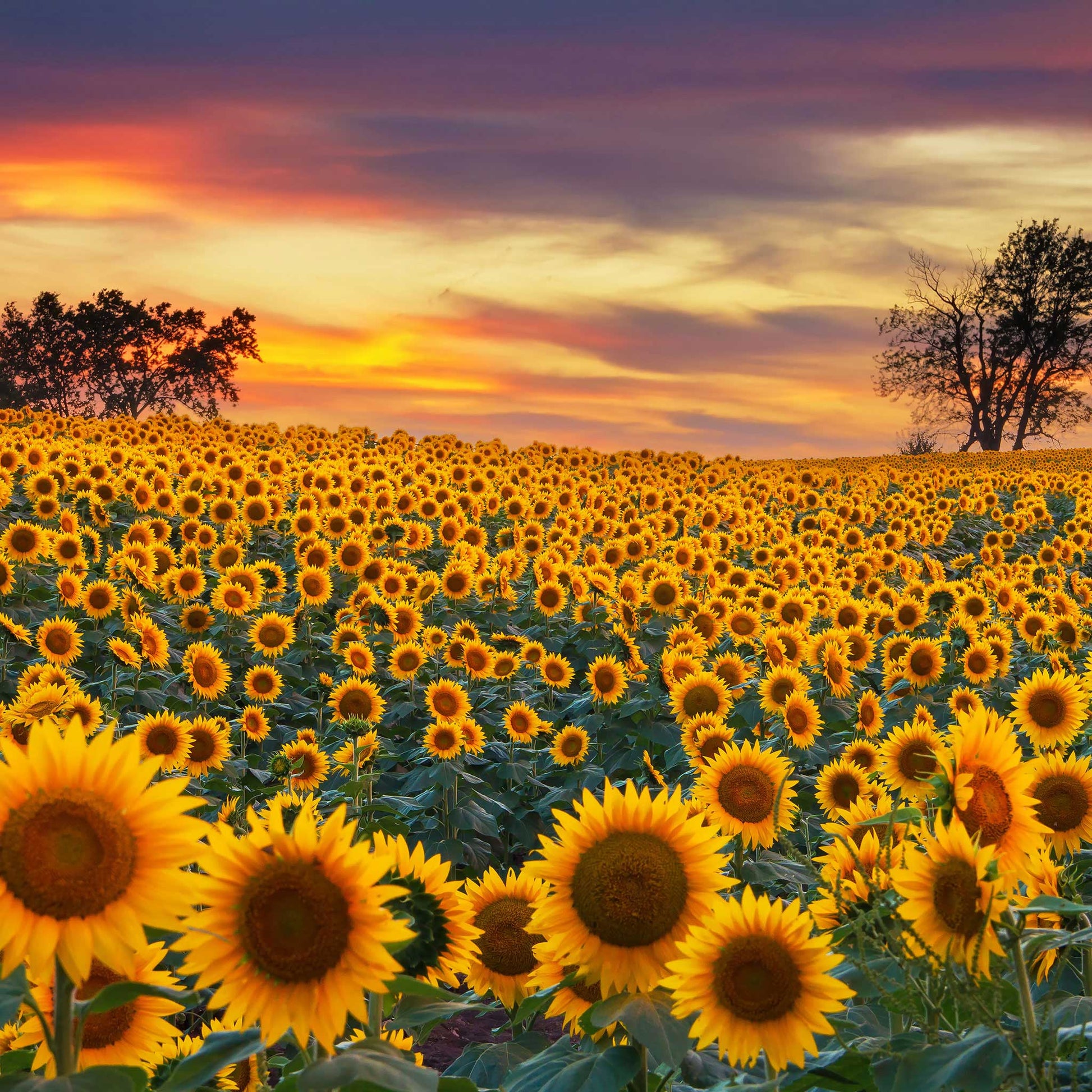 Large fully developed mammoth grey-stripe sunflower at sunset on a golden backdrop