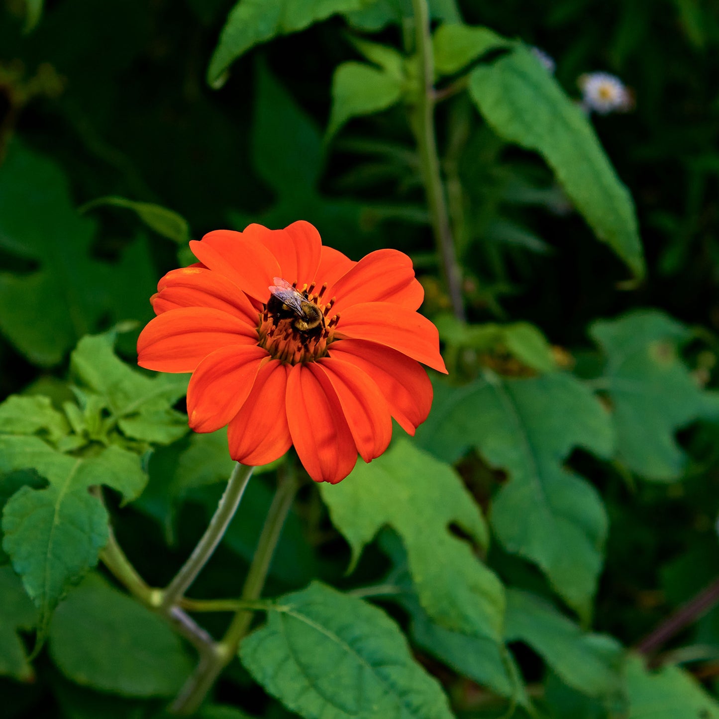 Vivid orange-red mexican torch sunflower head on a natural green outdoor backdrop