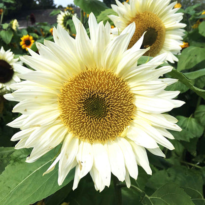 Procut white lite sunflower with creamy white petals and dark center on a garden backdrop