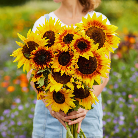 Ring of fire sunflower with dark center and fiery red and yellow petals outdoors