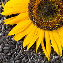 Dark black oil sunflower seeds labeled for microgreen use on a white backdrop