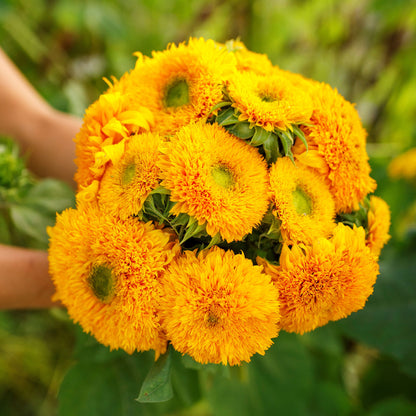 Double-petaled bright yellow sungold dwarf with fluffy pom-pom look on a green backdrop