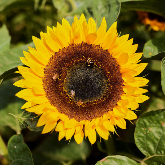 Bright large yellow taiyo sunflower standing tall on a natural garden backdrop