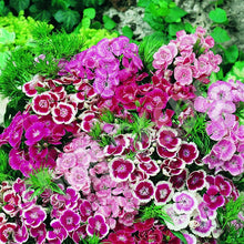 Sweet william dwarf wee willie mix pink, red and white flowers with a green background