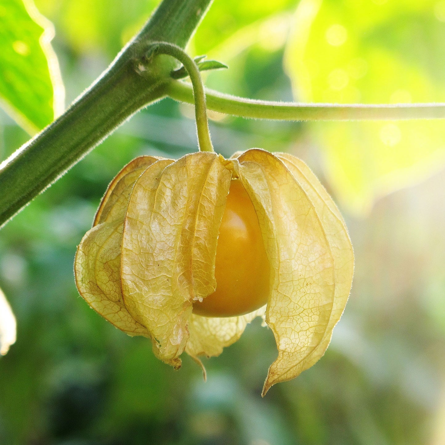 A ripe, orange ground cherry fruit encased in its papery husk, revealing the fruit inside.