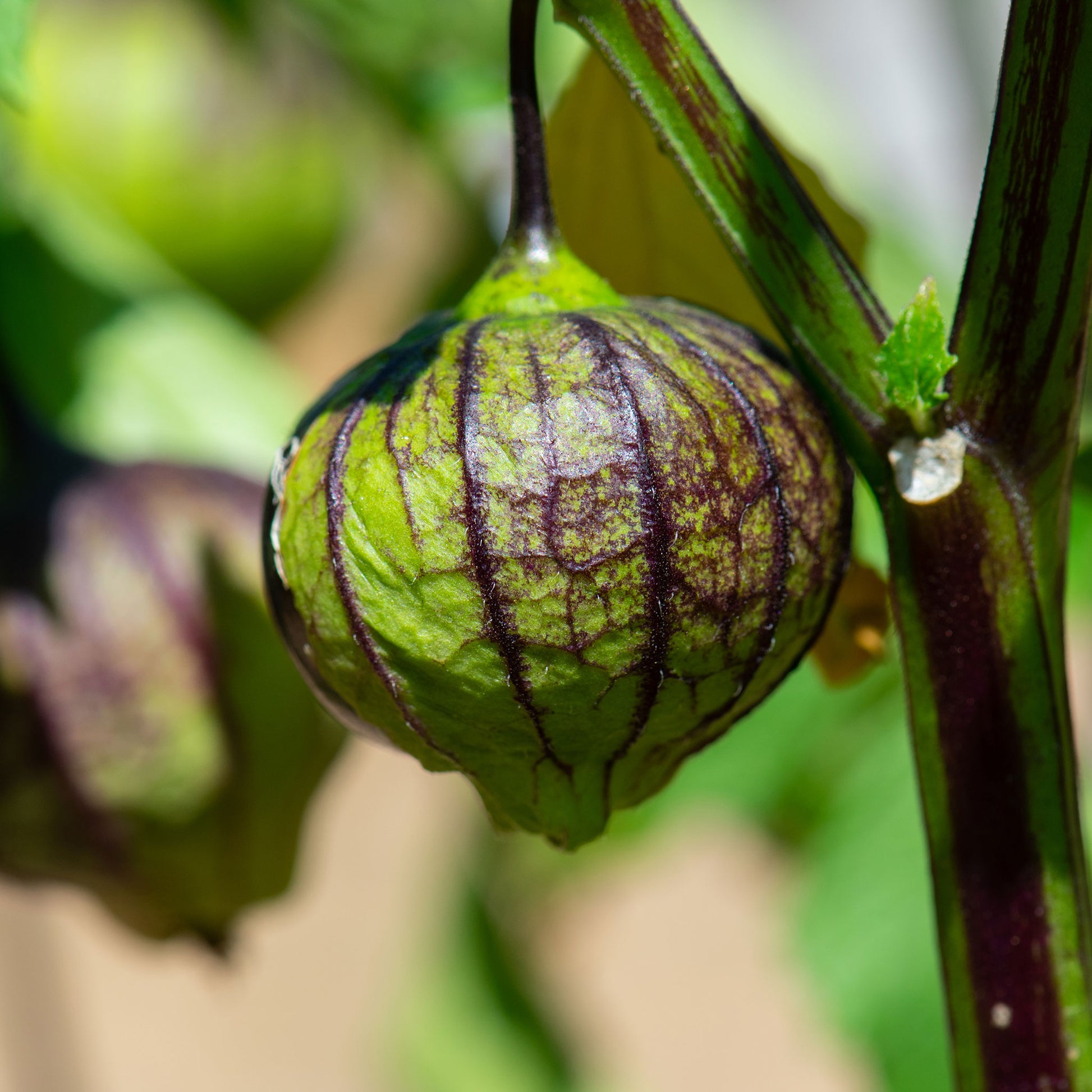 A single purple tomatillo fruit hanging with its papery husk.