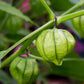 A close-up of a green tomatillo with its papery husk hanging on a vine.
