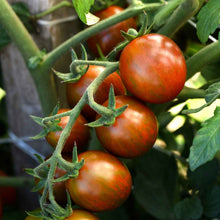Close-up of a small chocolate sprinkles tomato on the vine with green leaves in the background.