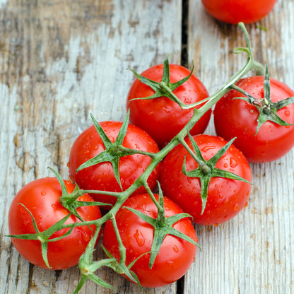 A cluster of glossy, ripe large red cherry tomatoes attached to a vine, ready for harvest.