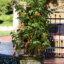 Tidy Treats tomatos growing tall from a pot.