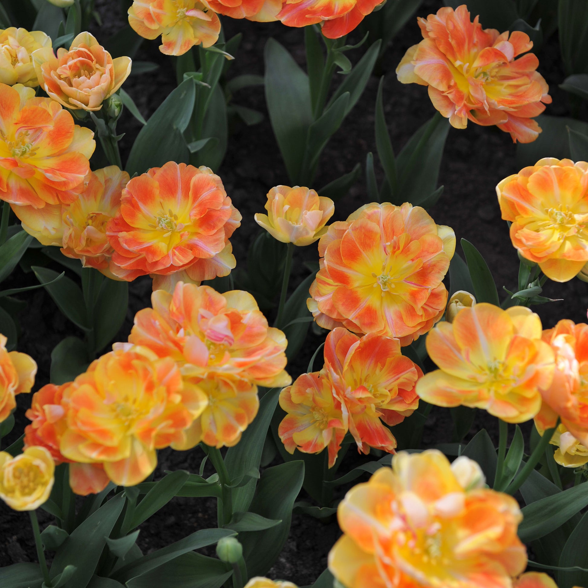 Charming Beauty tulip in vibrant orange with yellow and red hints in bright sunlight