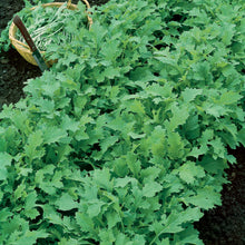 A cluster of mature Seven Top turnip greens with vibrant green leaves.