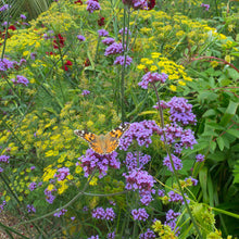 Verbena purpletop purple flower clusters with a blurred green and yellow background
