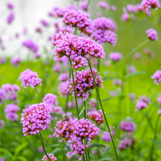 Verbena purpletop purple flowers on tall stems with a blurred green garden background