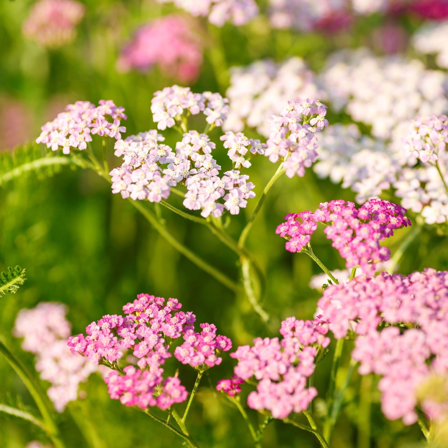 Bright pink cerise queen yarrow flowers against a blurred green background.