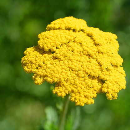 Cluster of gold yarrow flowers with small yellow blooms on green stems outdoors.