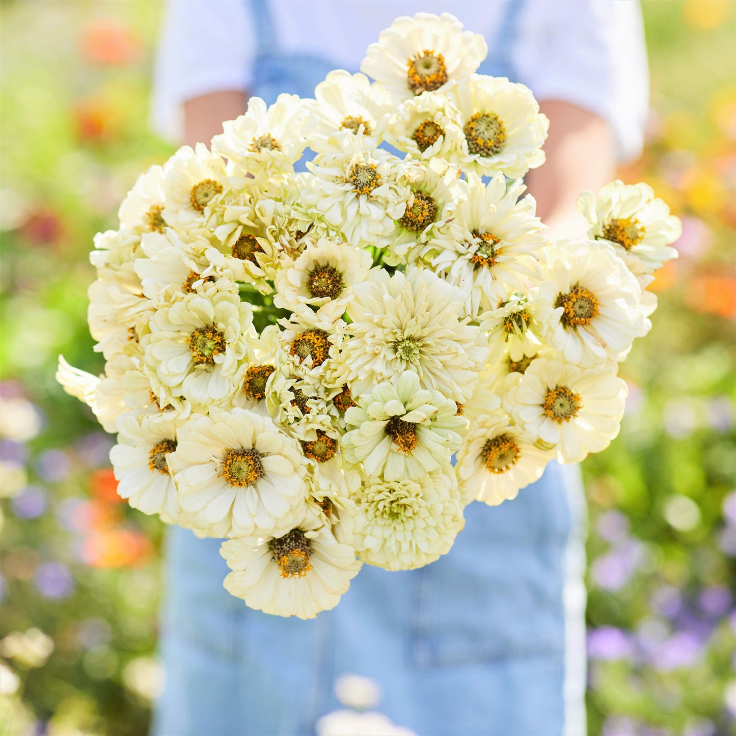White zinnia cactus snowman flowers with pointed petals on a natural green backdrop