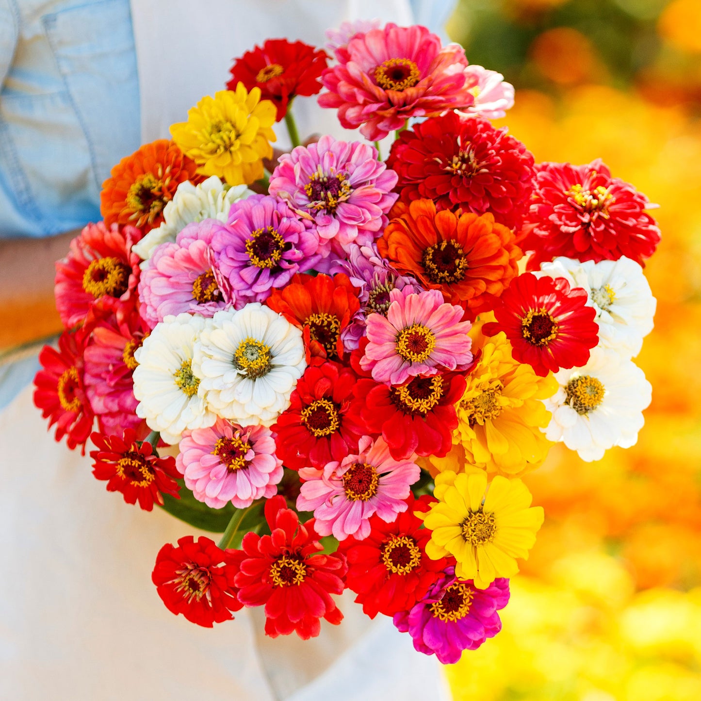 Bright zinnia california giants blooms in red pink and orange against a garden backdrop