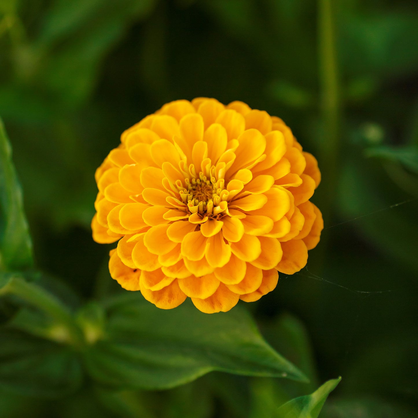 Close-up of bright yellow zinnia canary bird flowers on a sunny green background
