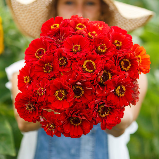 Deep cherry red zinnia cherry queen flower in close-up on a green garden background