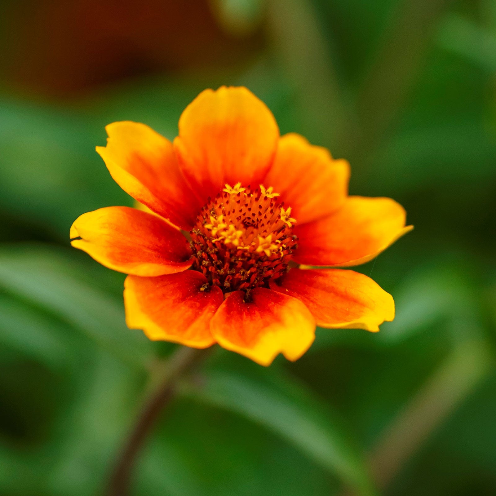 Bold chippendale daisy zinnia flower in warm orange on a natural garden background