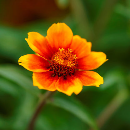 Bold chippendale daisy zinnia flower in warm orange on a natural garden background