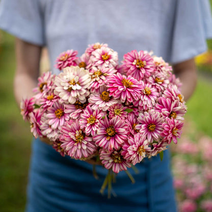 Close-up of zinnia zahara double raspberry ripple in pink-red on a garden backdrop