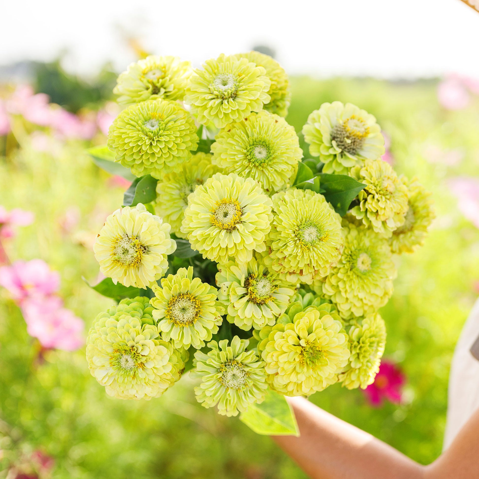 Unusual lime-green zinnia envy flowers in close-up on a blurred garden background